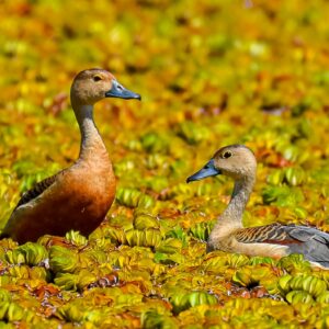 Jaffna Package (2 Days)