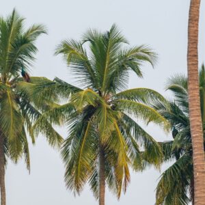1 Day Packages